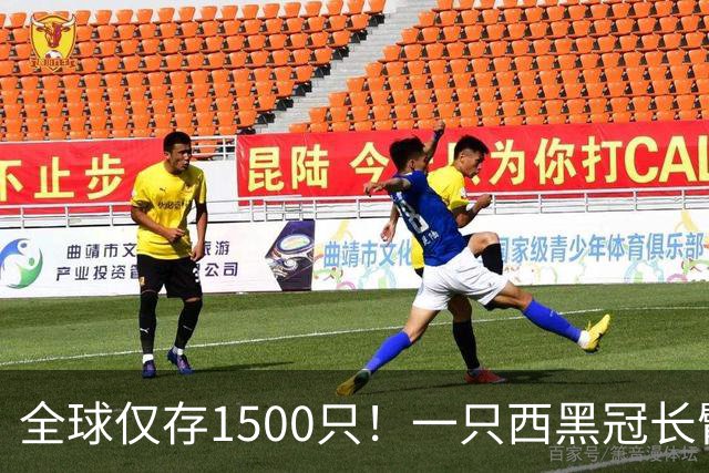 全球仅存1500只！一只西黑冠长臂猿现身哀牢山金山丫口，面对游客镜头毫不露怯成“网红”